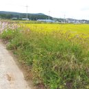 임중리 김사민 정효각 이미지