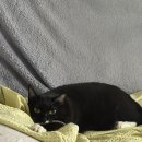 평해상회 이미지