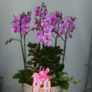 우림약품 이미지