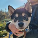 보니하니 | 가평 애견동반 펜션 보니하니 애견펜션 내돈내산 추천 | 대형잔디운동장·야외수영장·드라이룸·무료조식