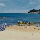 고성국화꽃향기 이미지