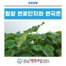 경남 밀양시에서 여름에 가볼 만한 곳 [연꽃단지와 연극촌]