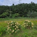 냉정목장 이미지