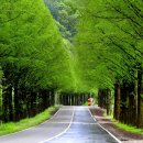 메타세콰이어길 이미지