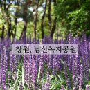 남산녹지공원 축구장 | 창원 남산녹지공원 보라빛 맥문동꽃보며 산책하기좋은곳