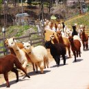 알파카월드 이미지