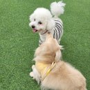 경산 애견운동장 독독개세요 댕댕이를 배려한 환경까지
