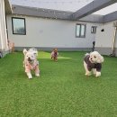 우동펫(우리동네 펫 서비스) 이미지