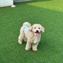 아지스테이션 | [남양주 카페] 잔디밭이 있는 남양주 애견카페 아지스테이션 내돈내산 방문 후기