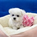 대림애견 이미지