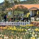 선도수선화 이미지