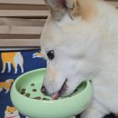 마인펫 | 쉬운 도자기 세라믹 반려동물 식기! 꼬랩에서 구매 가능한 펫마인 세라믹 펫보울 고양이 물그릇으로도 추천