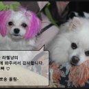 신전떡볶이산척점 | 저팔계파티! 충주 싱글 떡볶이 매운오뎅, 순대, 모듬튀김, 신전 떡볶이, 충주산척순대만두