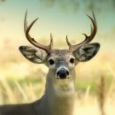 노새사슴 [Mule Deer Buck] 이미지