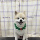 탱스땡스 이미지