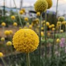 골든볼9 이미지