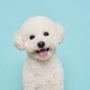 포마이티니