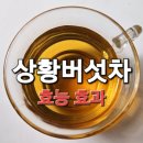 상황버섯차 약성과 효능 섭취방법 이미지