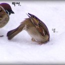 야임마 박어 이미지