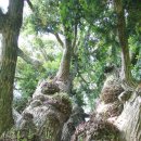 상만리 비자나무 이미지