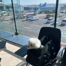 댕댕이 펫카 이미지