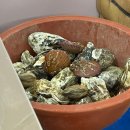 말자칼국수 | 보령 천북굴단지. 석화구이. 🦪 굴찜 칼국수. 메뉴 후기