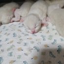 젤로돌스 이미지