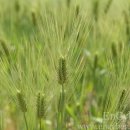 보리&보리 이미지