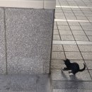 신바람오리 이미지