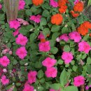 도림농장 이미지