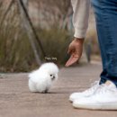 화이트 퍼피 켄넬 이미지