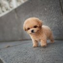 펫블리강아지&미라클고양이 이미지