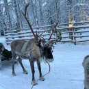 라플란드 | 핀란드 여행 산타마을 허스키 순록 썰매까지, 라플란드 로바니에미 투어 추천 및 후기