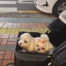 살맛나 이미지