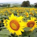 강주농장 이미지