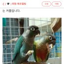 하루전을 기억하는 코아(옐로우사이드) 갔다 왔어의 뜻 이미지
