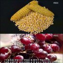 GMO 옥수수 먹은 양들 3년안에 모두 죽음- 미소비자 협회 발표 이미지