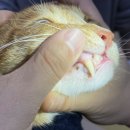 파랑새 동물병원 이미지