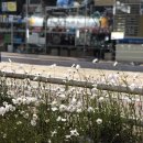 랑데뷰마카롱 이미지