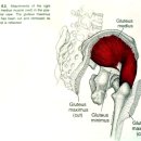 [2008년 9월] 이달의 근육 : 중둔근(Gluteus Medius) 이미지