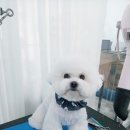 모모펫그루머 이미지