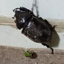 쇠똥구리 농장 이미지