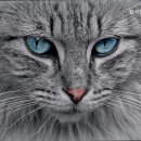 참동물병원 이미지