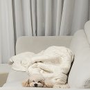 아멜리몽 이미지