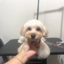 원당애견미용 이미지