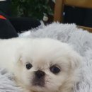 쥬티펫 신탄진점 이미지