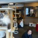 11/22. Feline fans flock to cat cafes around world 이미지