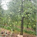 무주 소현주 회장의 사과나무 분양과 삼락 이미지