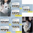 모아동물병원 | 천안모아동물병원_22개월 말티푸 슬개골 수술 후기