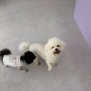 뽀대미용실 | 초월역애견미용실 뽀대나개 비숑 미용 또간집